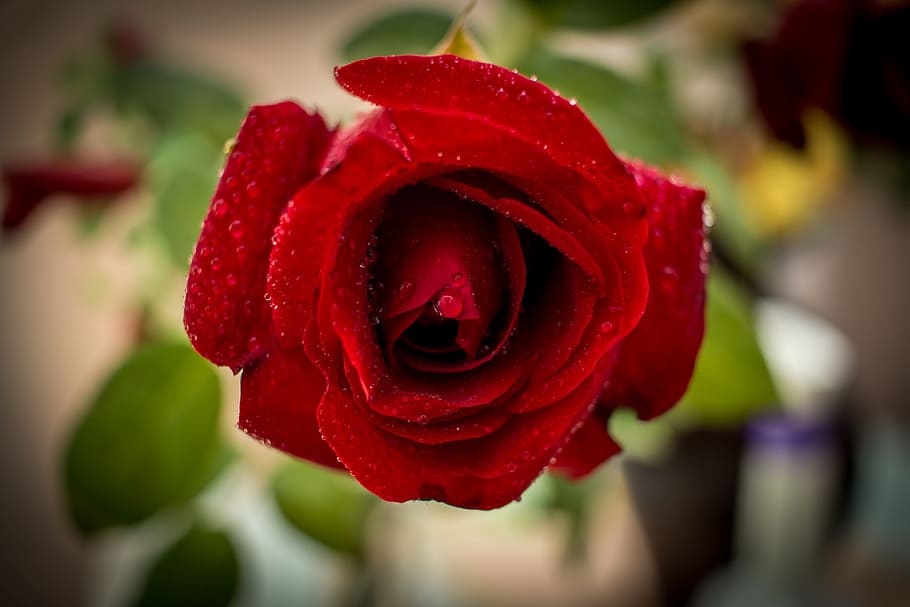 red, flower, flowering plant, rose, beauty in nature, rose - flower HD wallpaper