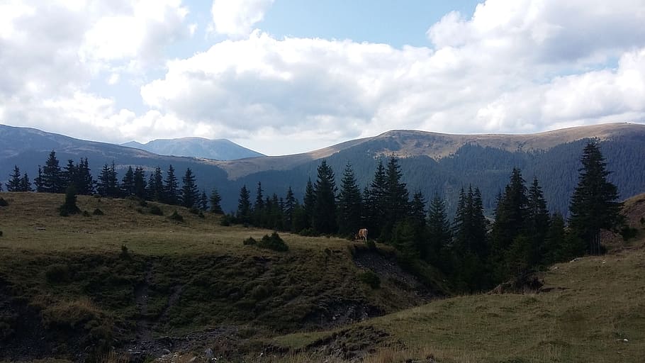 mountains, clouds, trees, landscape, cow, scenery, sunny, colorful HD wallpaper
