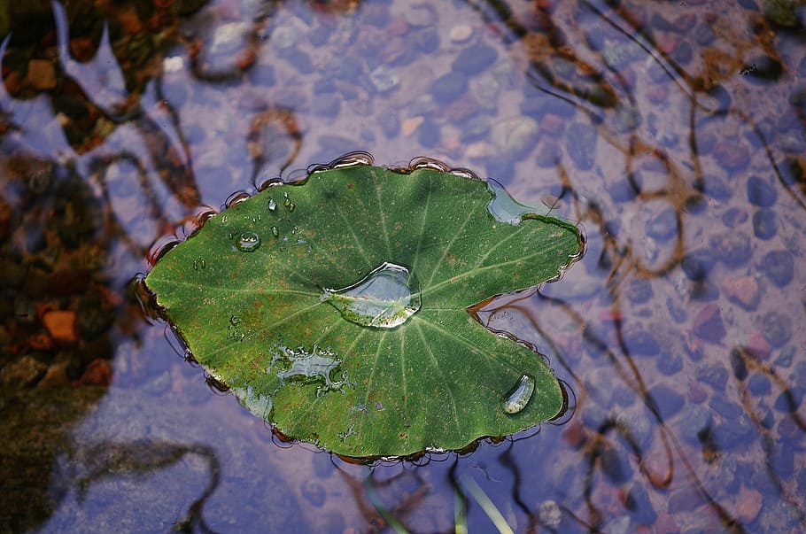 taro leaf floating on clear water, leaves, colorful, green, macro, HD wallpaper