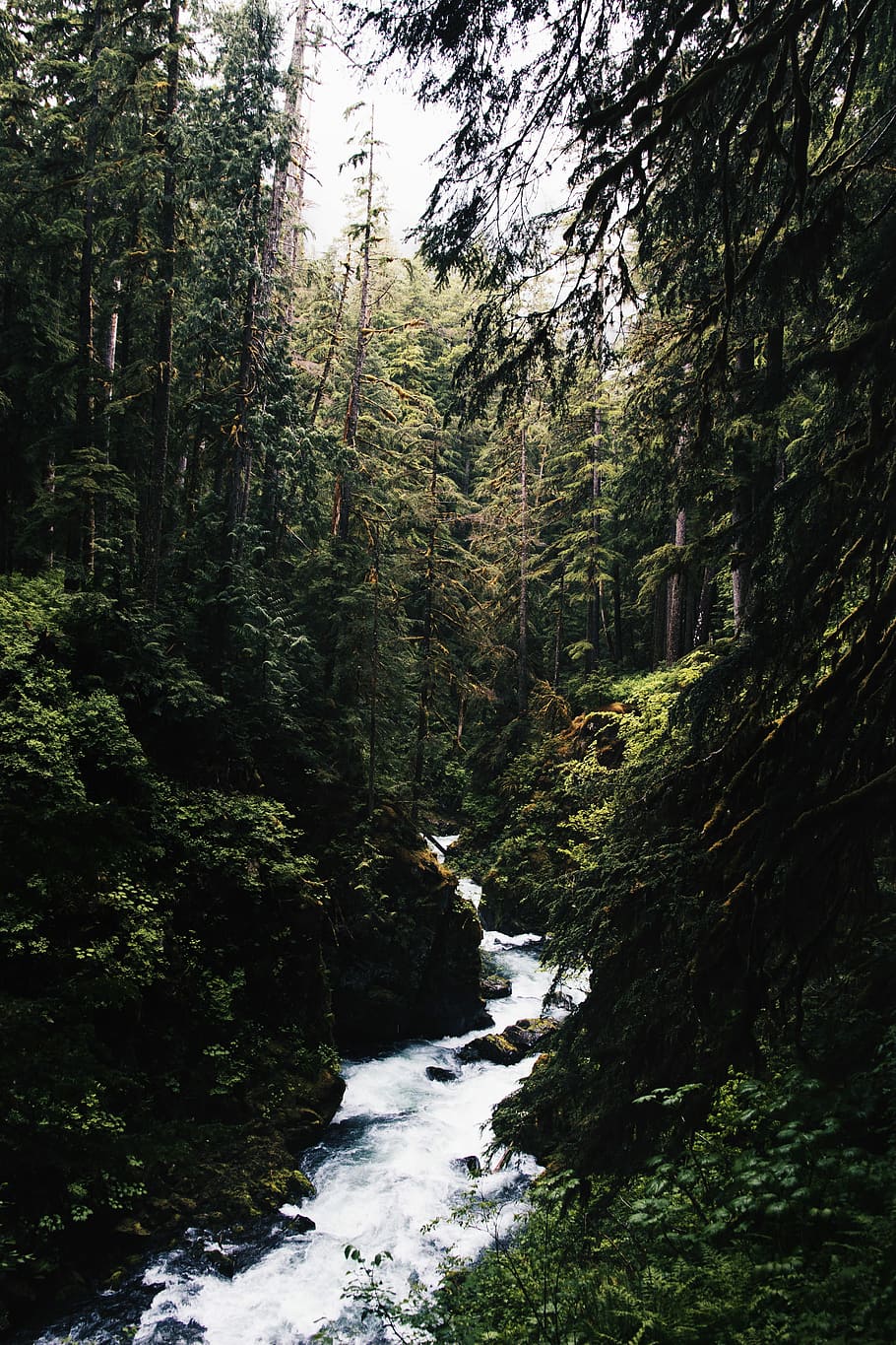 water stream in the middle of forest, river in the middle of forest HD wallpaper