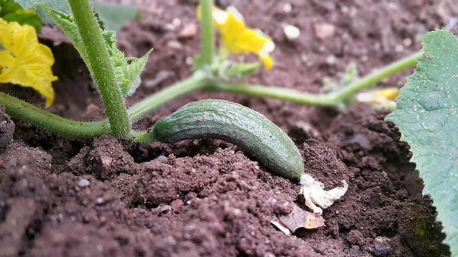 cucumber, green, flower, growth, close-up, vegetable, green color HD wallpaper