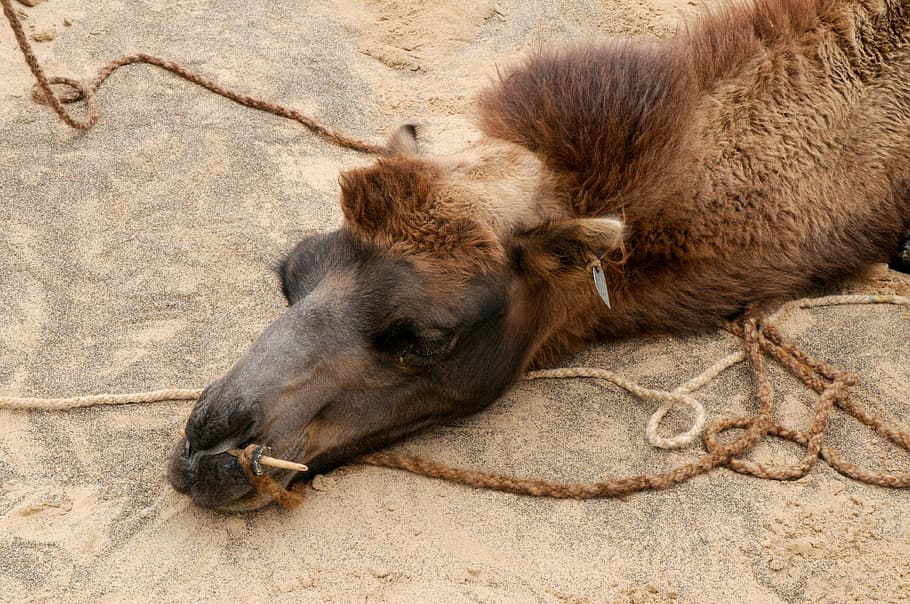 camel, impoverished, tired, break, rest, mammal, animal themes HD wallpaper