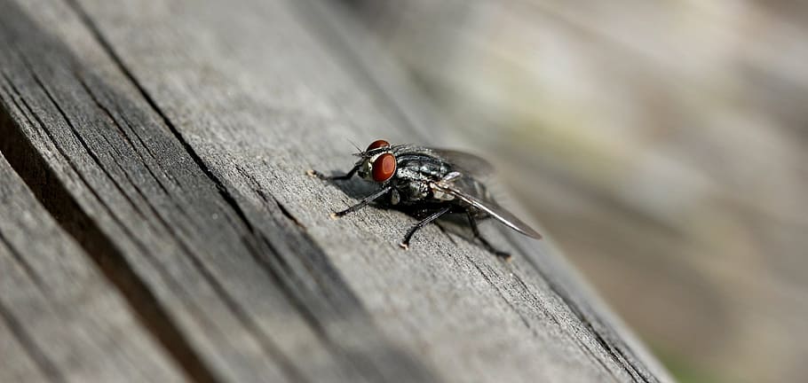 fly, macro, insect, nature, invertebrate, animal themes, animal wildlife HD wallpaper