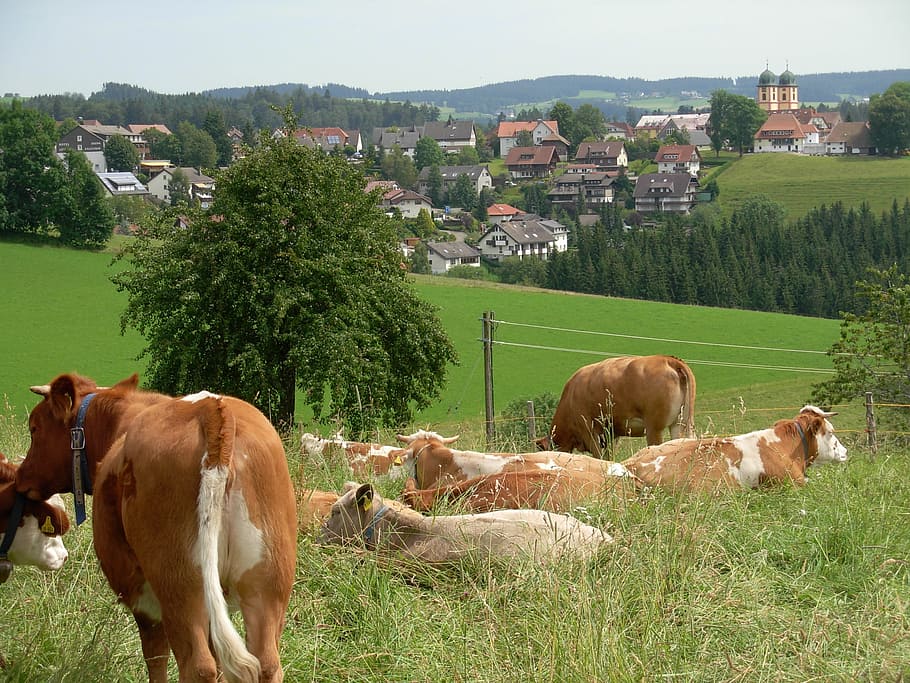 cow, landscape, germany, mammal, plant, domestic, domestic animals HD wallpaper