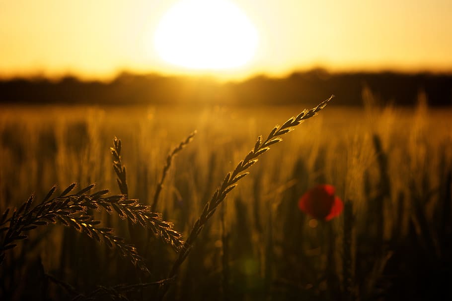 macro photography of grains, sunset, poppy, backlight, crop HD wallpaper