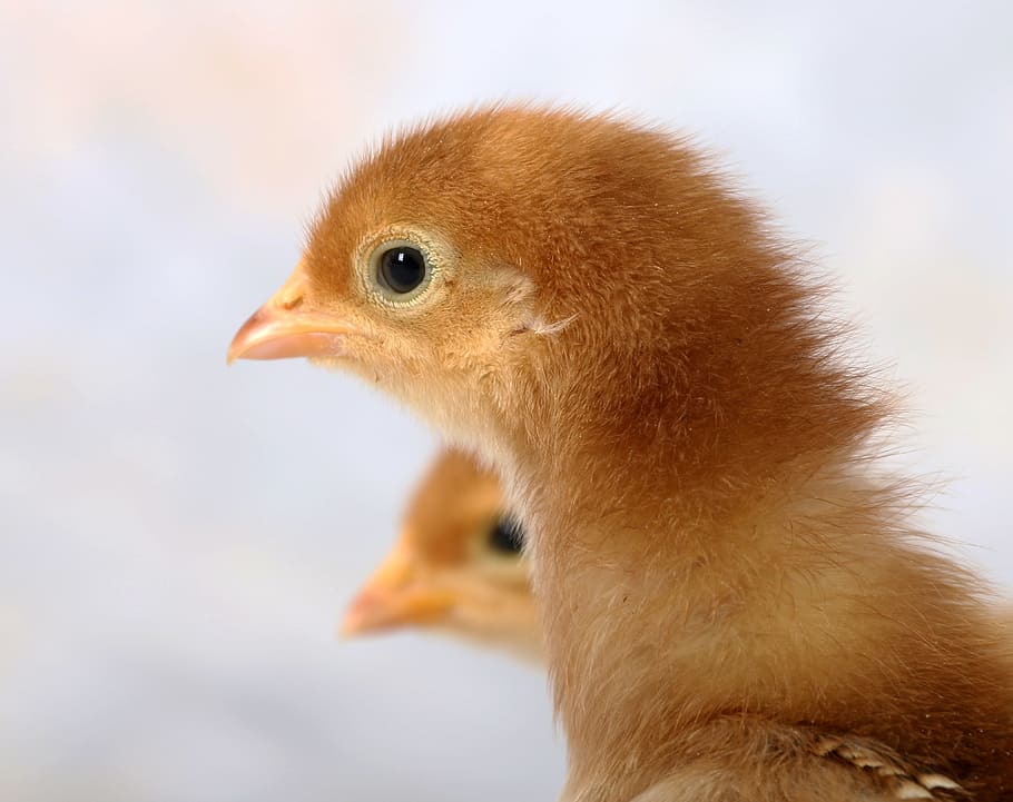 two brown chicks, little, poultry, cute, easter, animal, nature HD wallpaper