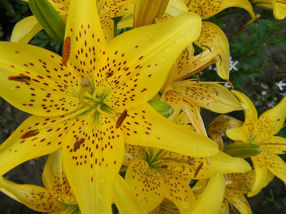 nature, flowers, summer, plant, yellow, petal, leaf, botany HD wallpaper