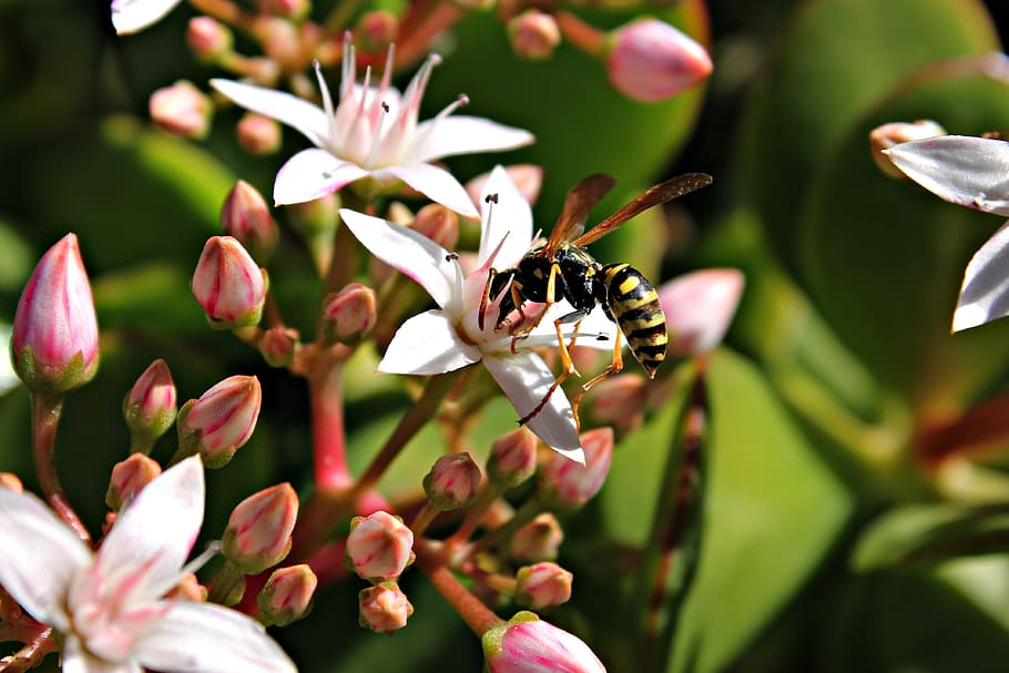 wasp, flower, insects, flora, nature, nectar, food, flowers HD wallpaper