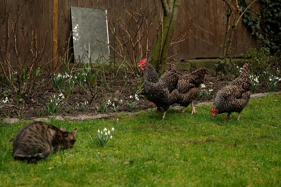Cat, Chicken, Chickens, Hen, Animals, out, garden, animal husbandry HD wallpaper