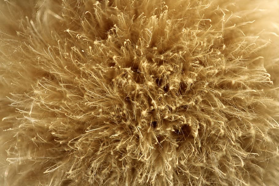 closeup photo of brown dried grass, flower, macro, yellow, feather HD wallpaper