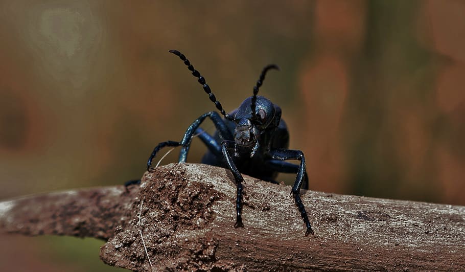 beetle, insect, bug, one animal, animals in the wild, animal themes HD wallpaper