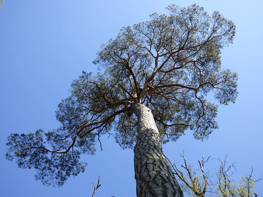 tree, pine, conifer, forest, fontainebleau, plant, sky, low angle view HD wallpaper