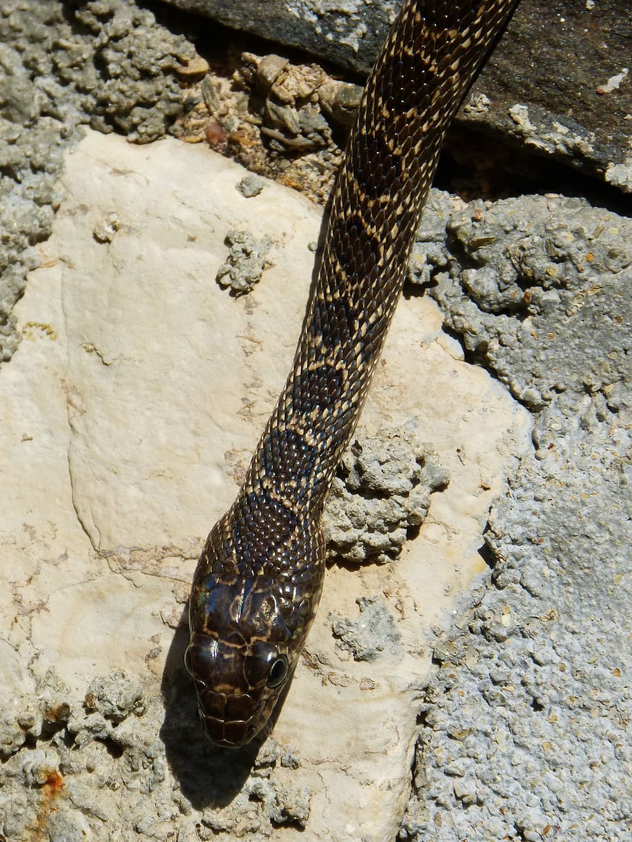 black snake, threat, animal themes, one animal, animal wildlife HD wallpaper