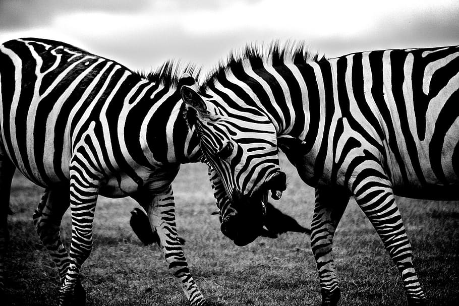 grayscale photo of two zebras fighting, safari, animals, africa
