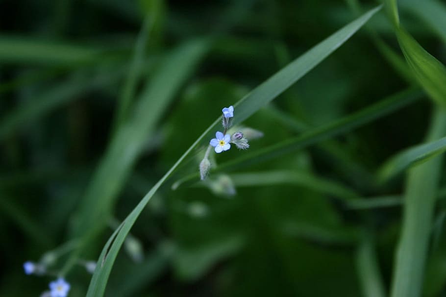 forget me not, flower, stem, leaf, spring, blossom, floral HD wallpaper