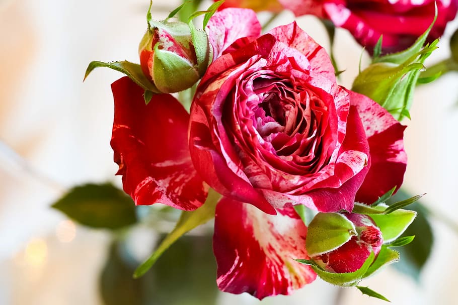 rose, flower, petal, sheet, bouquet, love, love scam, ornament HD wallpaper