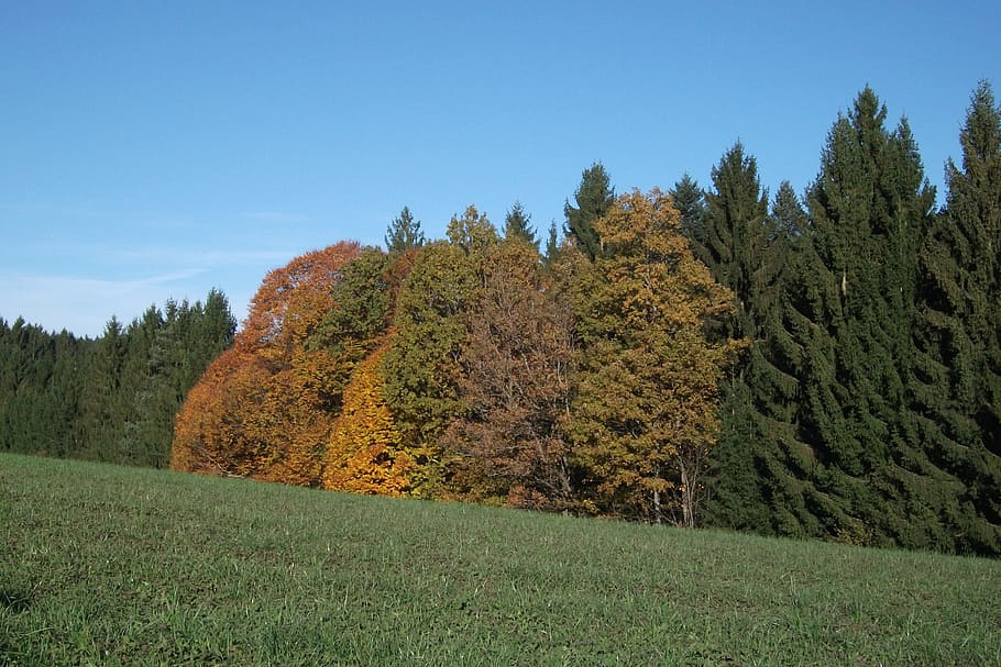 autumn, forest, nature, trees, landscape, autumn forest, green HD wallpaper
