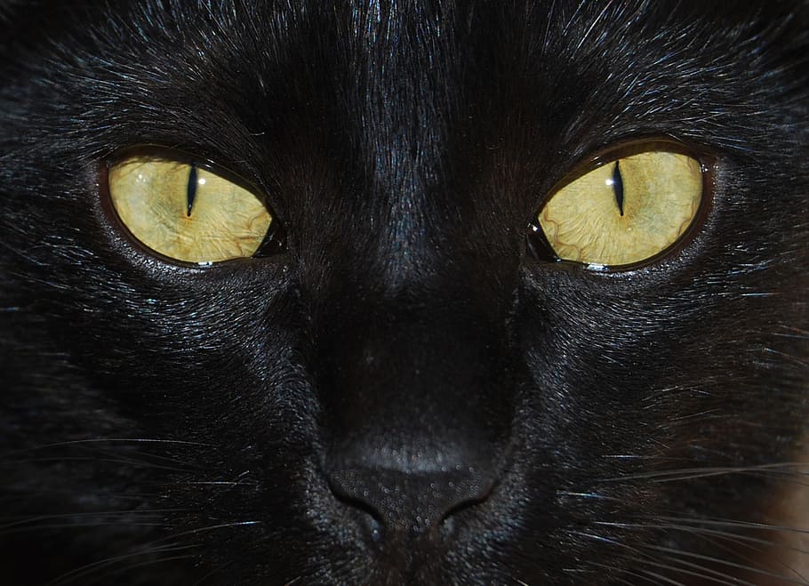 black cat, portrait, eye, face, muzzle, eyes, look, domestic animals HD wallpaper