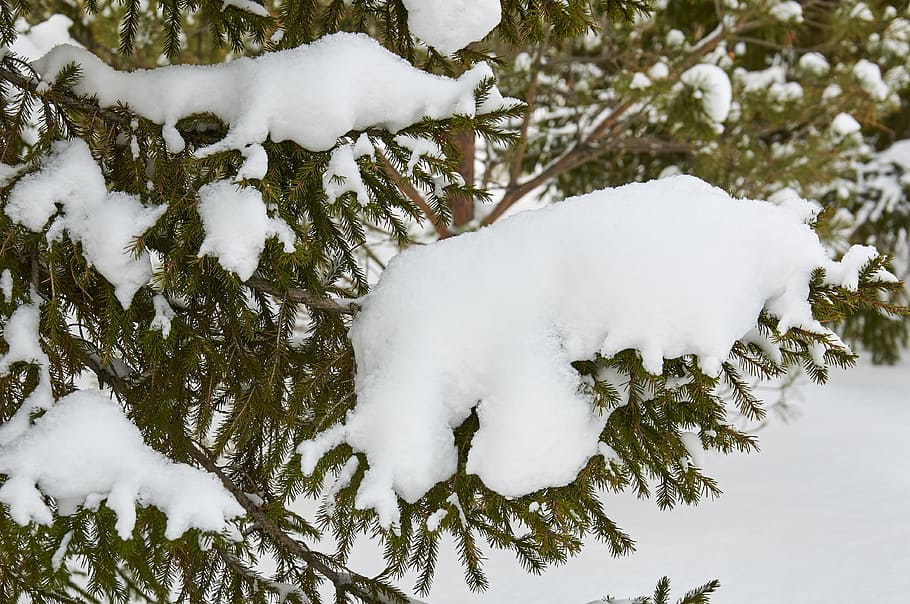 winter, snow, tree, branch, cold temperature, white color, nature HD wallpaper