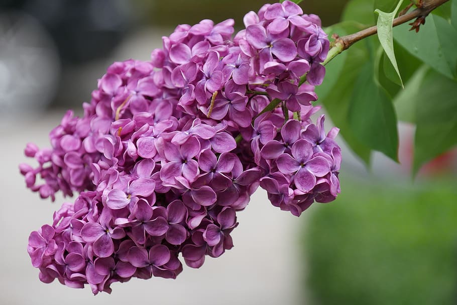 selective focus photography of purple lilac flowers, blossom HD wallpaper