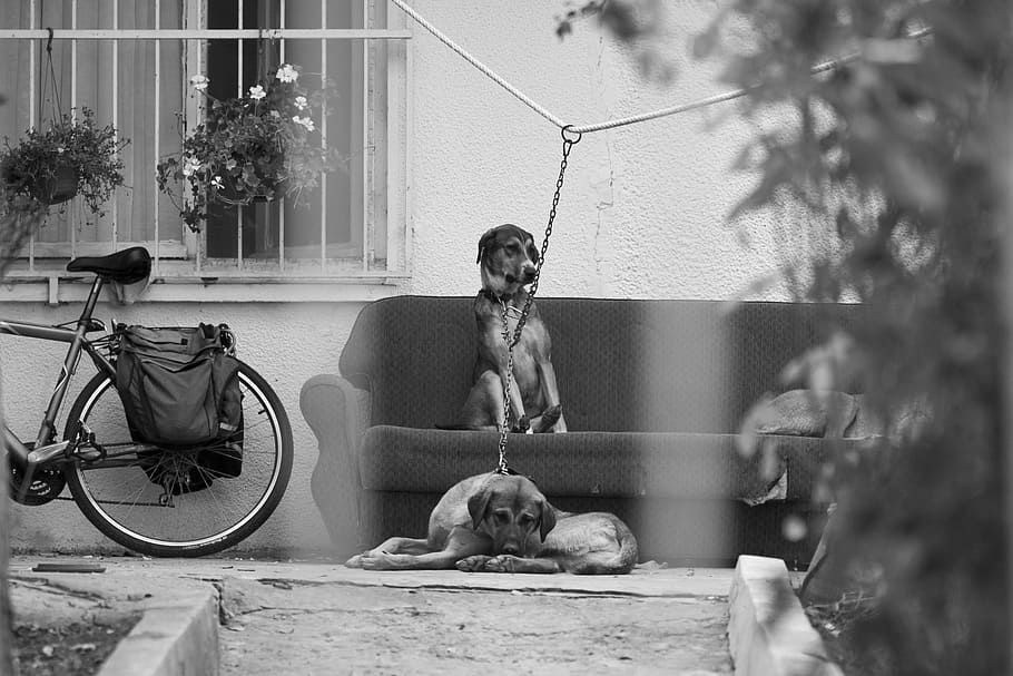 dogs, home, innocent, cute, documentary, garden, connect, dom
