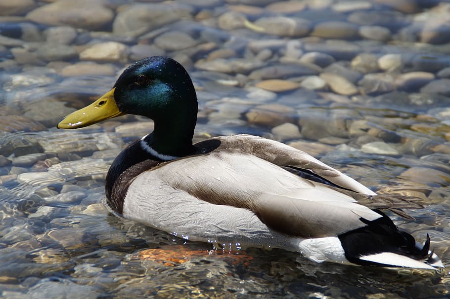 ducks, mallards, birds, duck bird, water bird, aquatic animal HD wallpaper