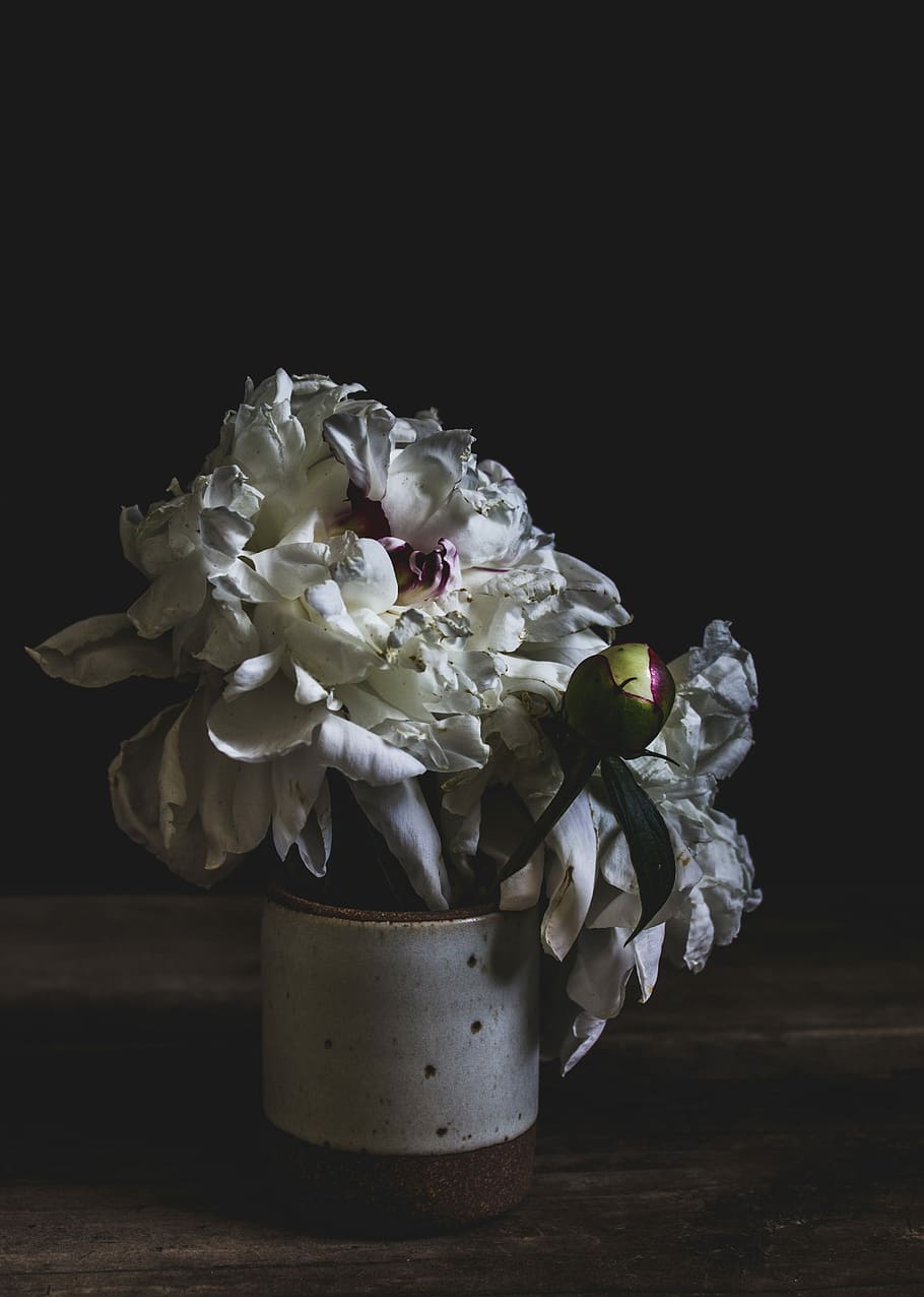 white peony flower in vase, bloom, bud, bouquet, pot, flowering plant HD wallpaper