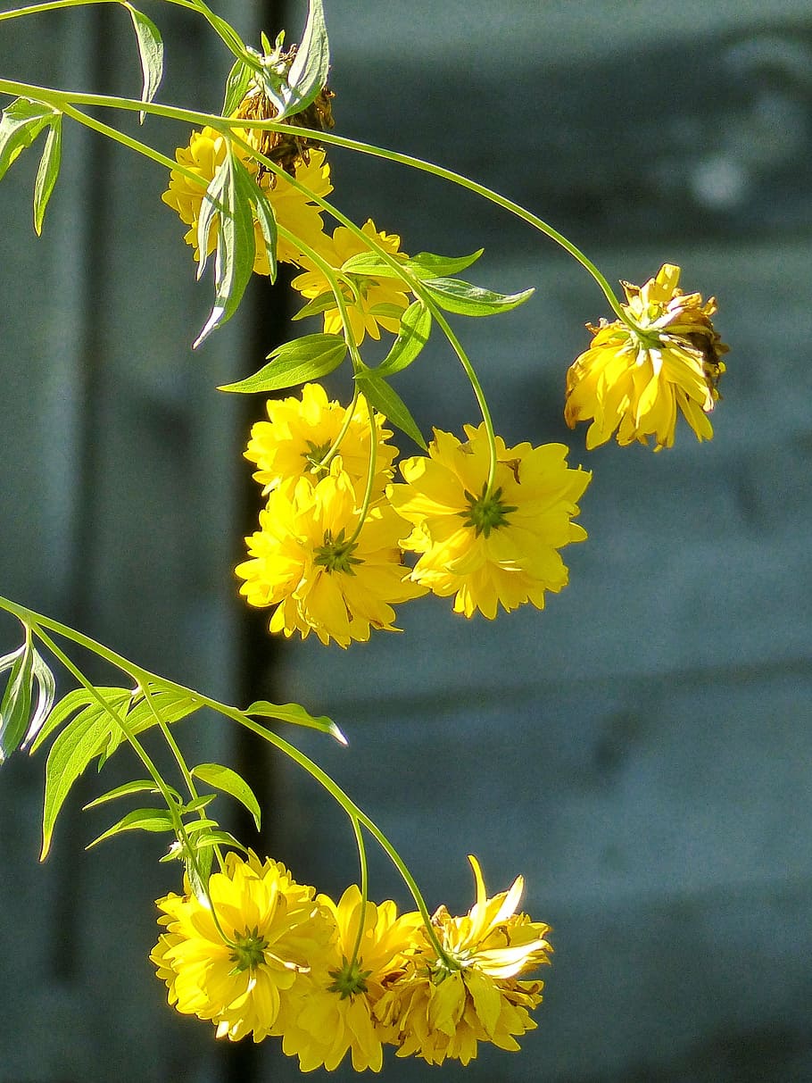 yellow, flowers, cluster, flora, plant, garden, hanging, nature HD wallpaper