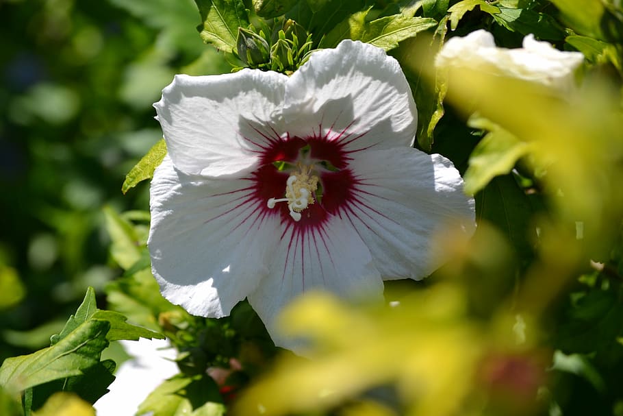Flowers, Plants, Spring, fragility, freshness, petal, nature HD wallpaper