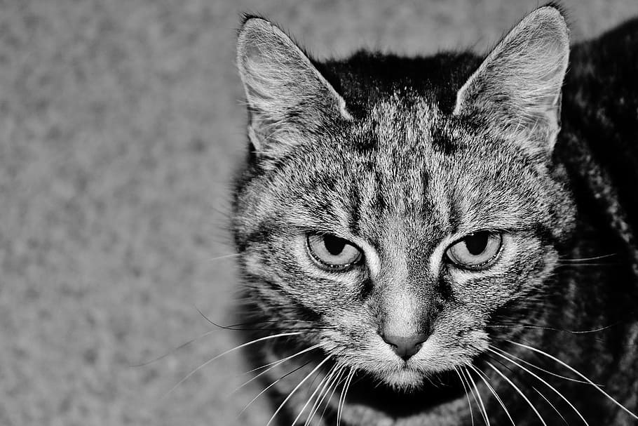 cat, hunter, animal, predator, feline, nature, wildlife, mammal HD wallpaper