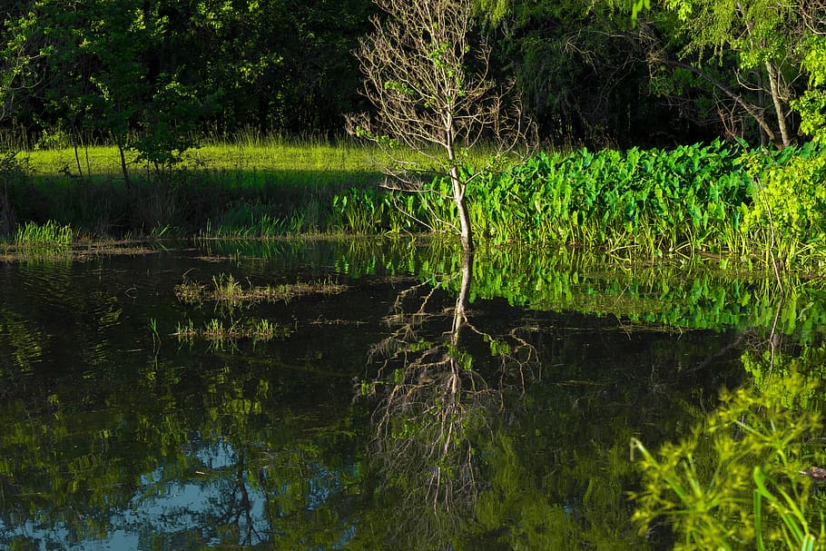 bayou, reflection, green, water, nature, tree, swamp, elephant ear, HD wallpaper