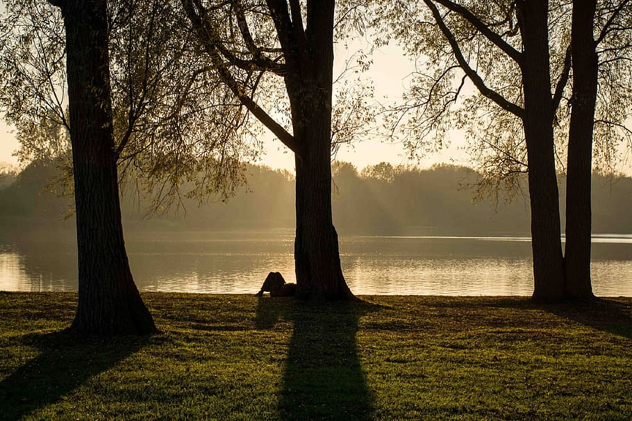 park, trees, shadows, sunset, dusk, twilight, silhouettes, person HD wallpaper