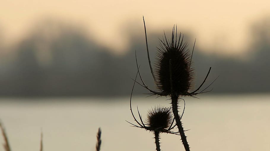 landscape, thistle, wild teasel, winter, light snowfall, foggy HD wallpaper