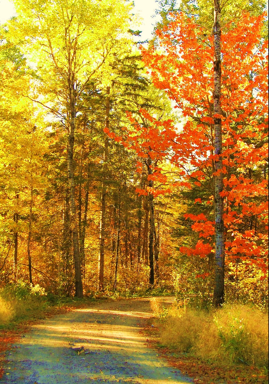 red and brown leaf trees, autumn, fall, nature, roadway, path HD wallpaper