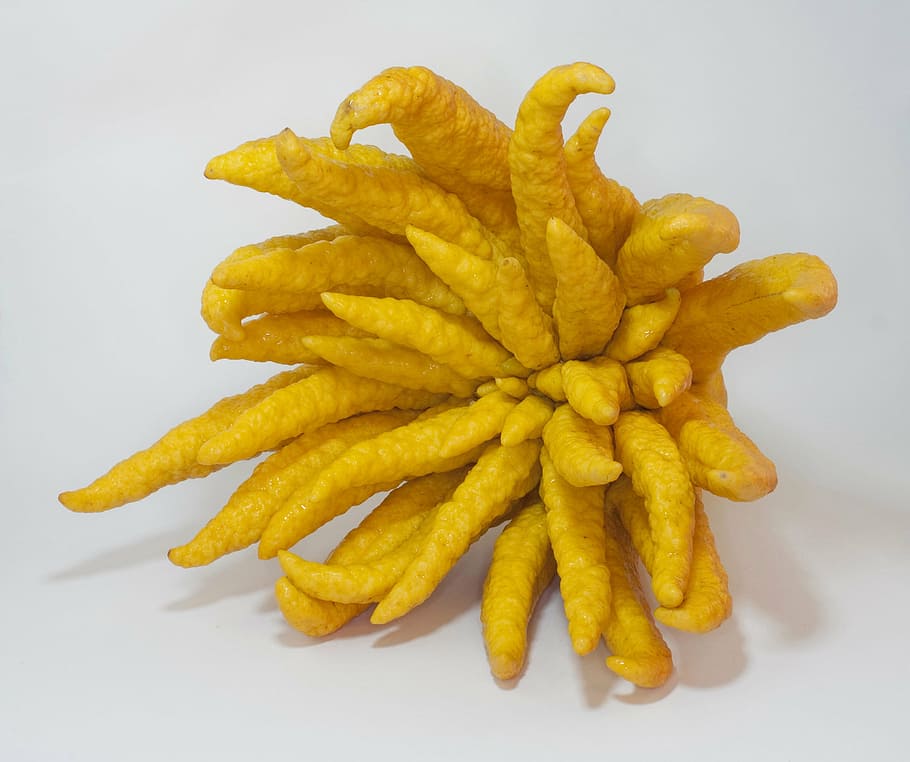 yellow plant on white surface, buddha's hand, citron, citrus