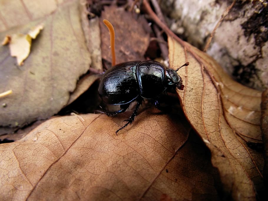 forest, worm, the beetle, foliage, autumn, animal themes, one animal HD wallpaper