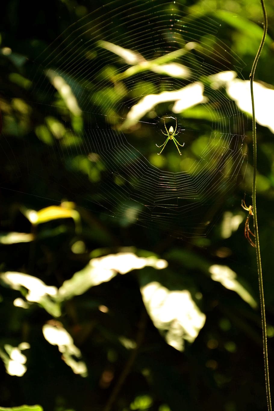 Reel, Spider, Insect, Views, Photography, green, spider web HD wallpaper
