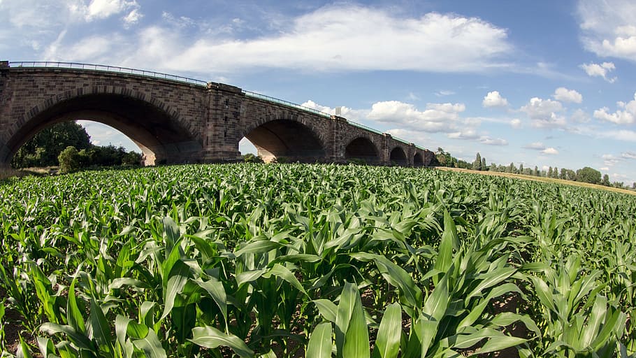 landscape, highway bridge, clouds, cornfield, plant, nature HD wallpaper