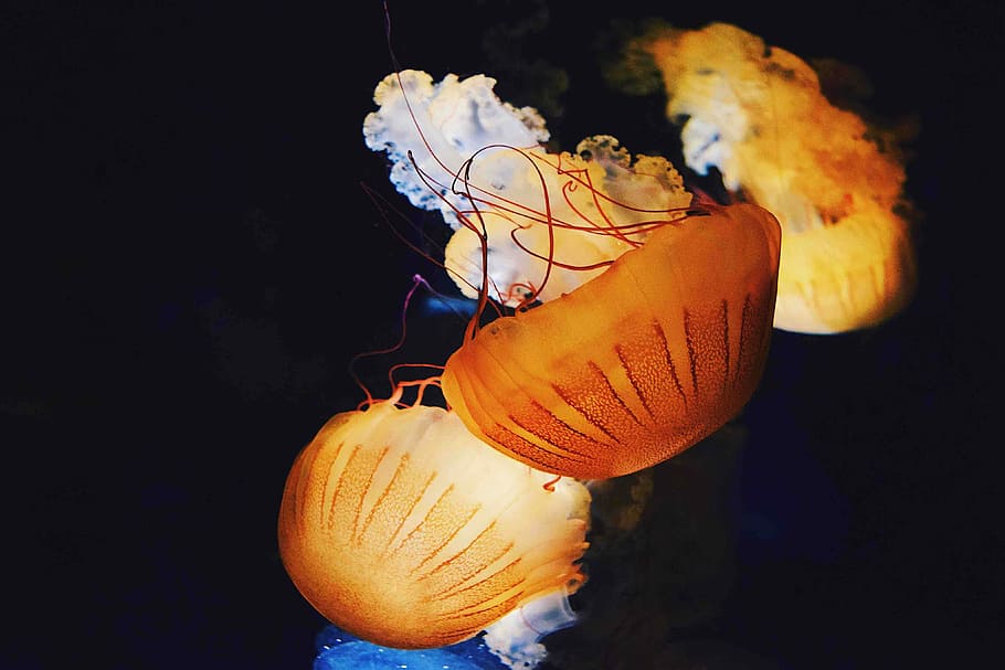 jellyfish swimming underwater, orange jellyfish underwater photography, HD wallpaper