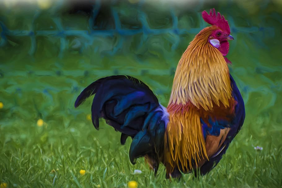 selective focus photography of rooster, painting, oil painting