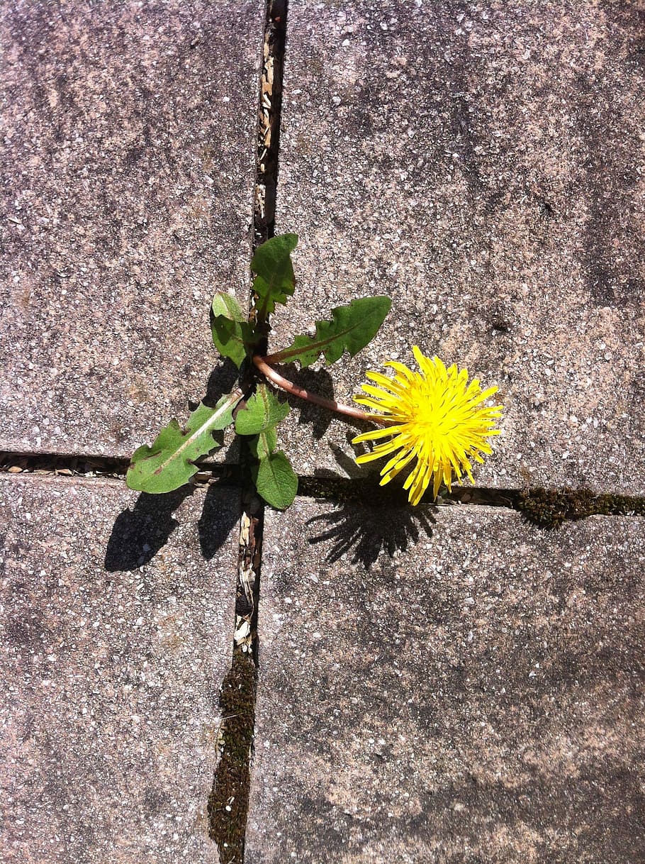 Dandelion, Dawn, Live, Pavement, resistance, nature, plant HD wallpaper