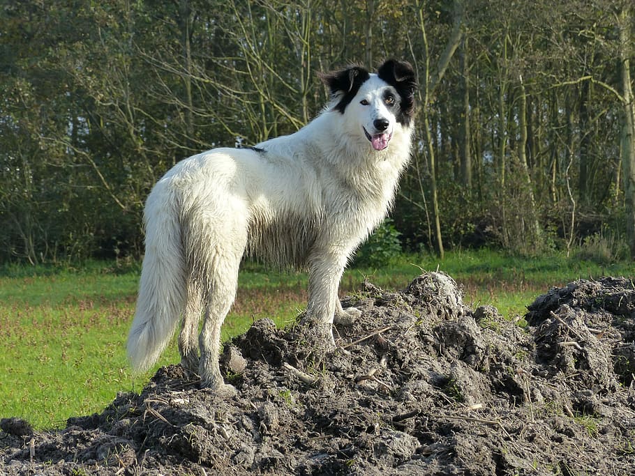 Dog, Nice, Posing, Black, White, stately, black white, pets HD wallpaper