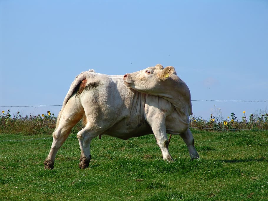 Cow, Beef, Pasture, Graze, Cows, Cattle, highland beef, cops HD wallpaper
