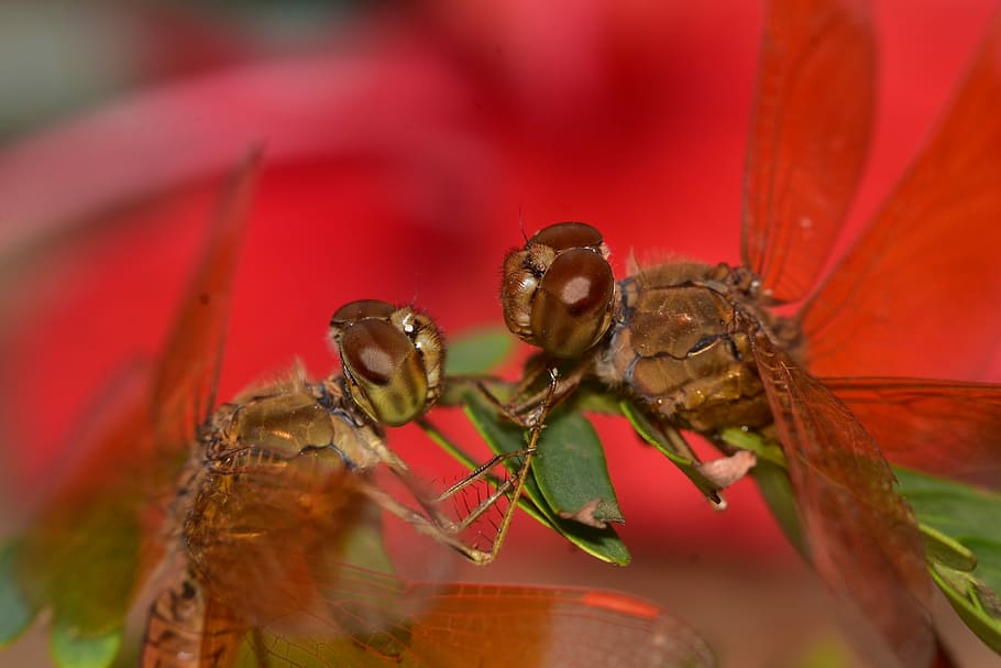 macro, dragonfly, close up, meeting, love, romantic, insects HD wallpaper