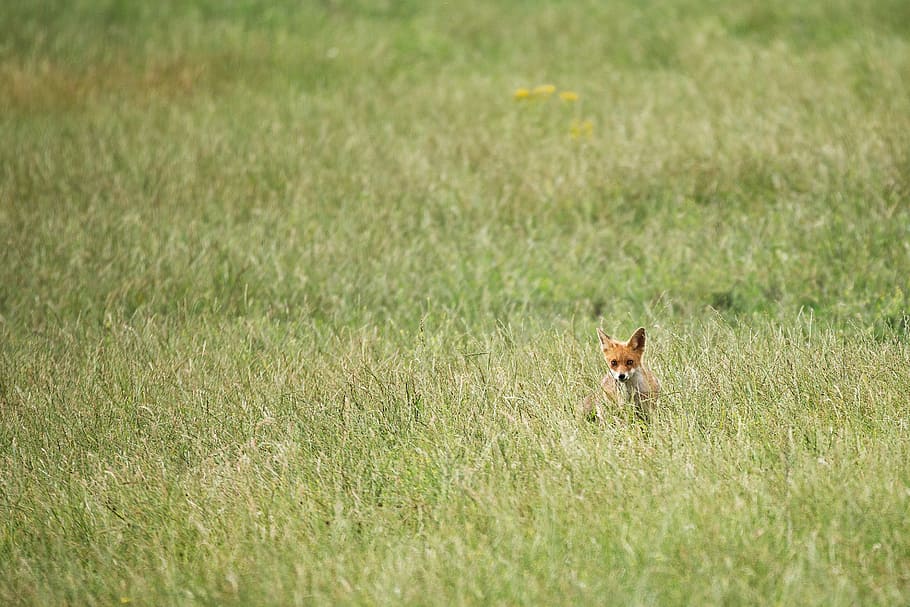 brown puppy in midst of green meadows during day, brown fox on grass field HD wallpaper