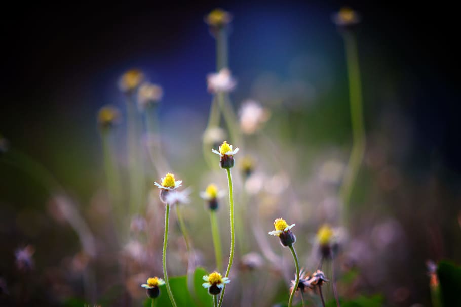 light, nature, field, flowers, bloom, blooming, blossom, blur HD wallpaper