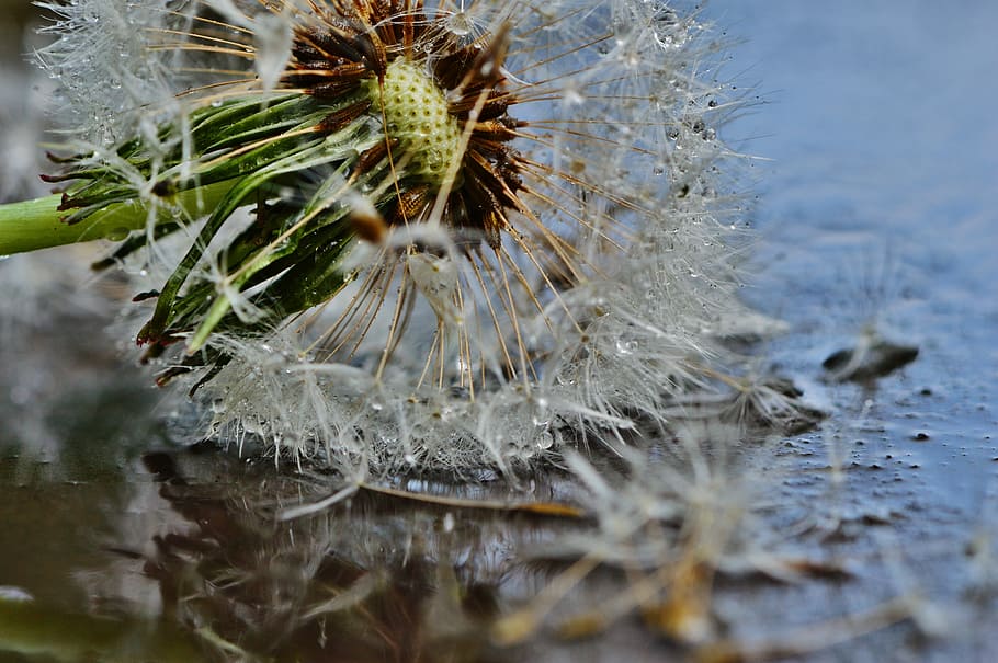 dandelion, plant, mirroring, rain, drip, wet, nature, flower HD wallpaper