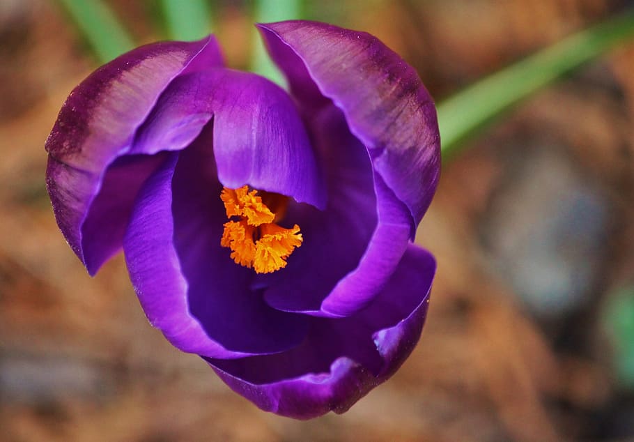 crocus, flower, spring, blossom, bloom, purple, farbenpracht HD wallpaper