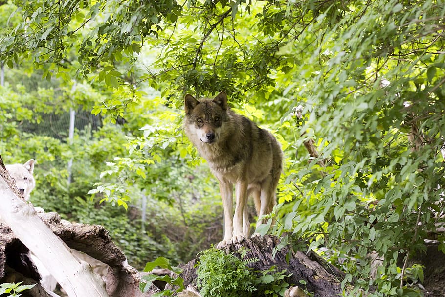 Czechoslovakian wolf dog standing on cliff, canis lupus, european wolf, HD wallpaper