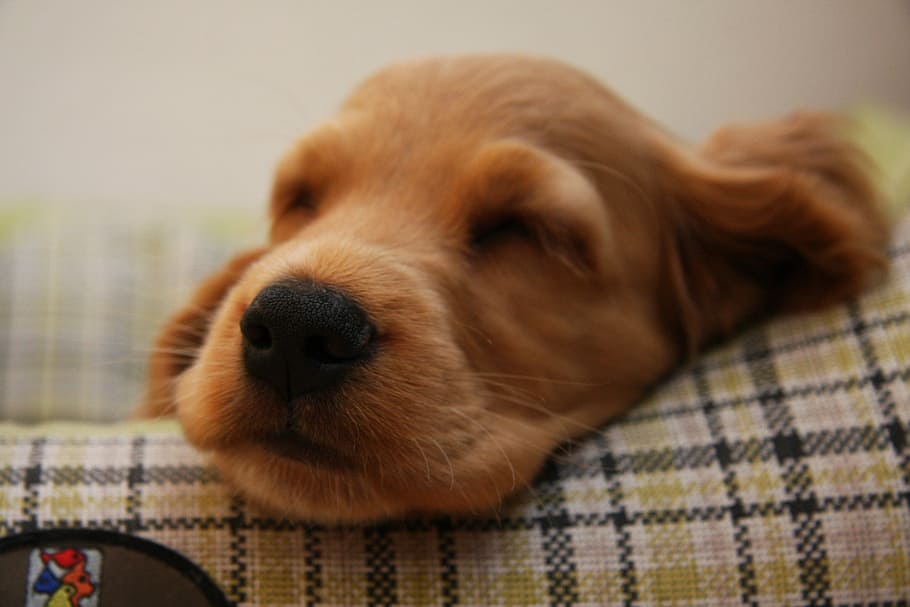 dark golden retriever puppy prone lying on textile, dog, pet, HD wallpaper